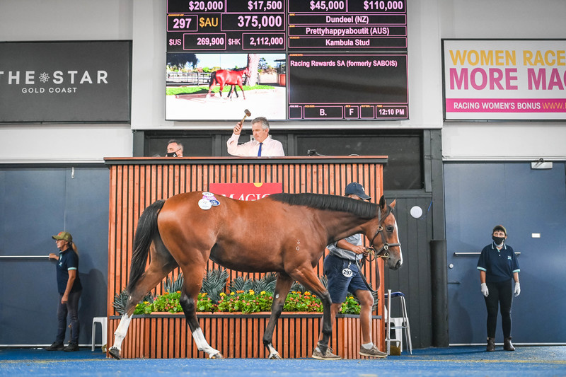 2024 Adelaide Magic Millions catalogue is now online Racing SA